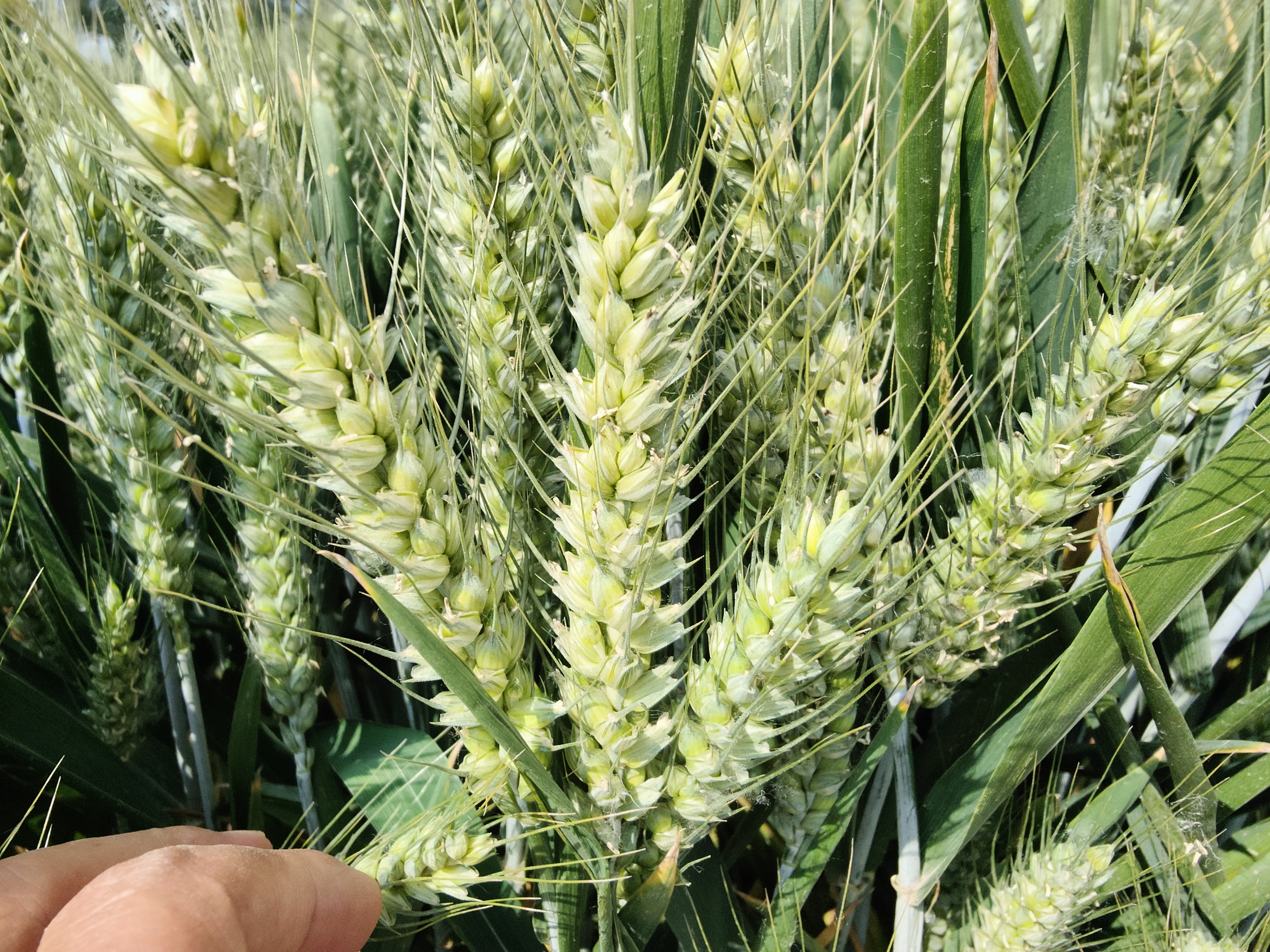 "周麦"系列小麦品种,这几个品种种植面积大产量高,今年首选