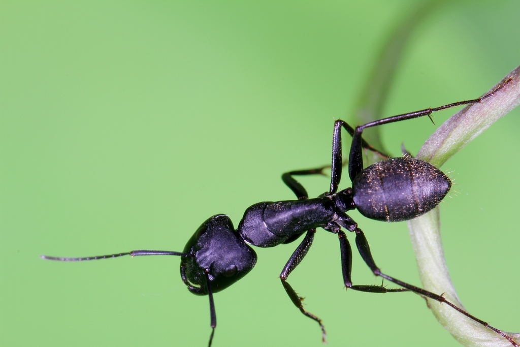 黑蚂蚁 - 热门商品专区