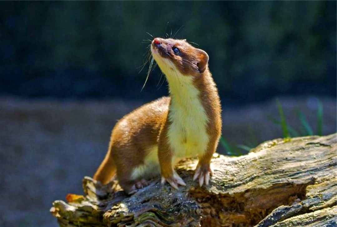 黄鼠狼的行为真相:为何有人认为它喜欢偷鸡?