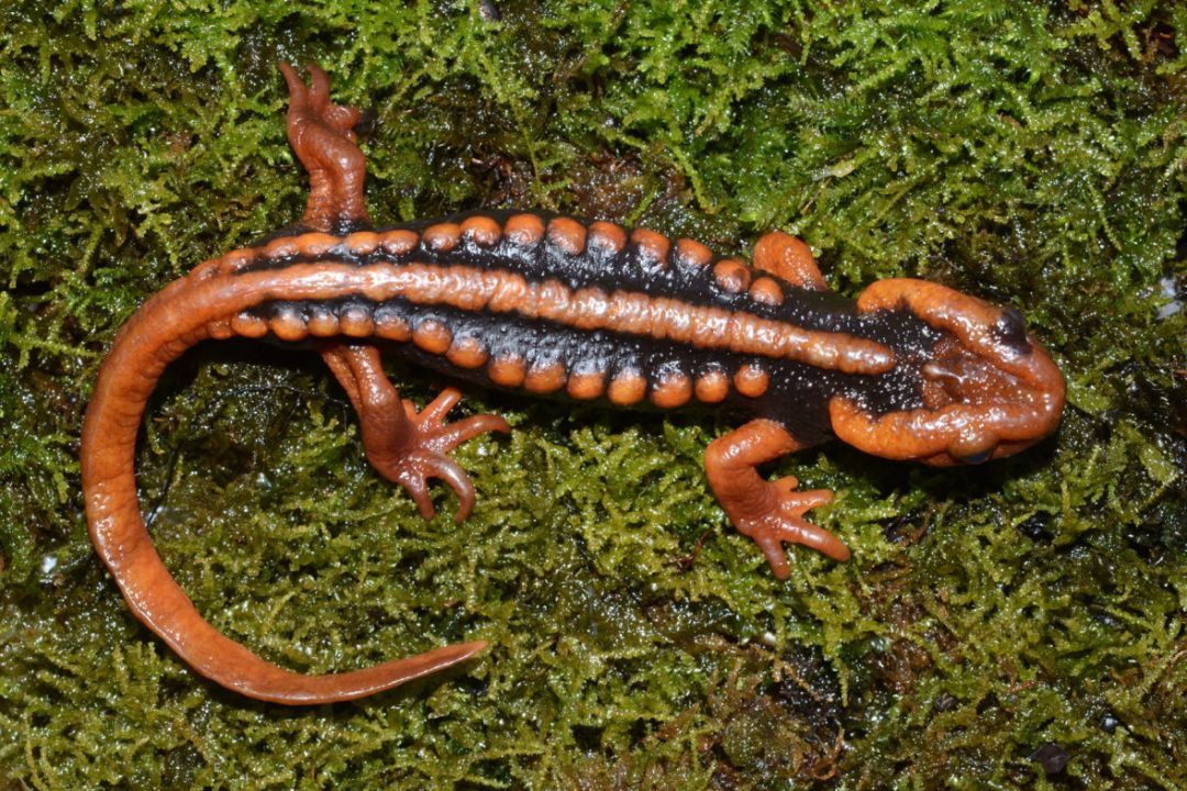 科学家:巨虫横行的时代