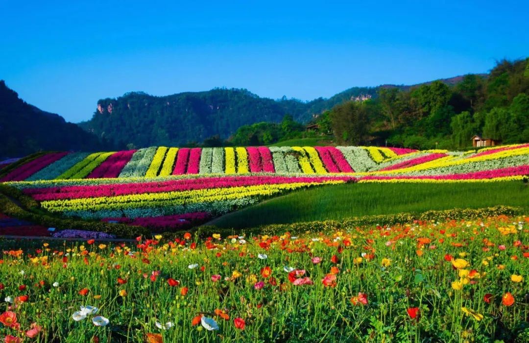 德阳中国香山·矮人王国震撼来袭!国庆花海旅游节!