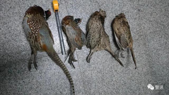 禁止狩猎!彰武男子捕捉一只野兔被刑拘