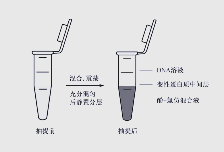 常用DNA提取方法全面解析:从生化到物理