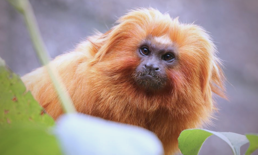 金狮面狨:从外形到保护现状的全面解读