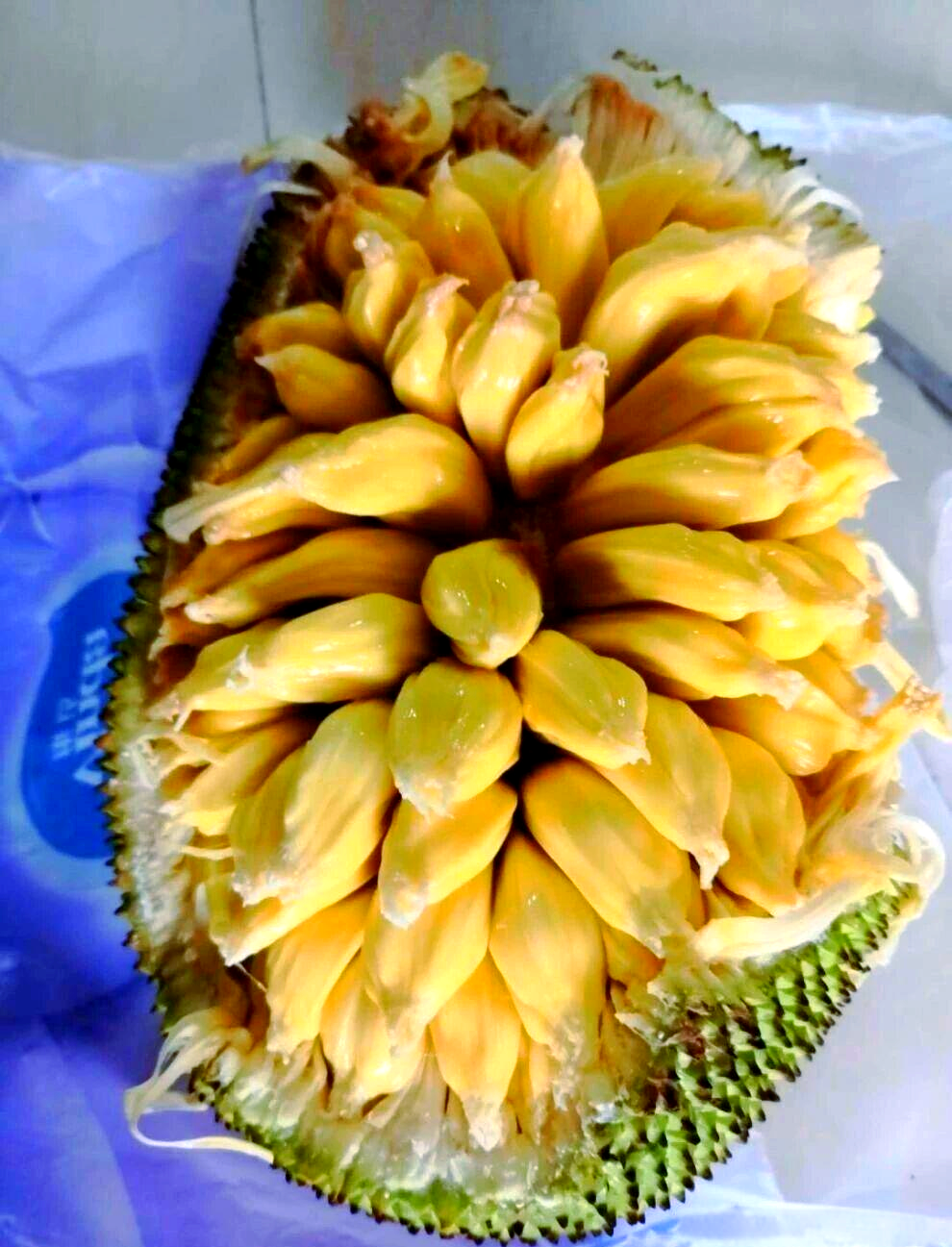 野生湿包菠萝蜜:重新发现的美味回忆