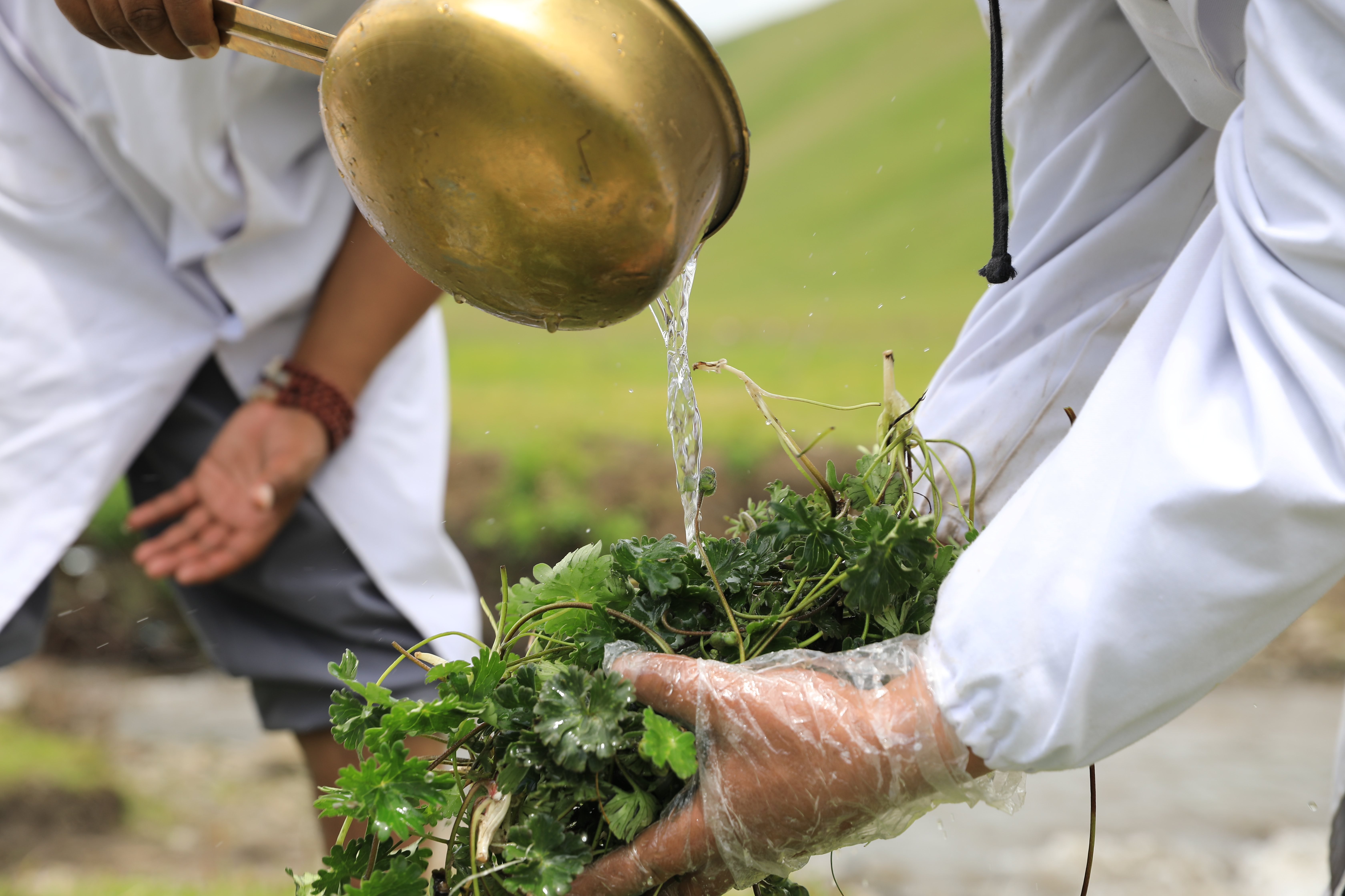 甘肃甘南:夏日采药季