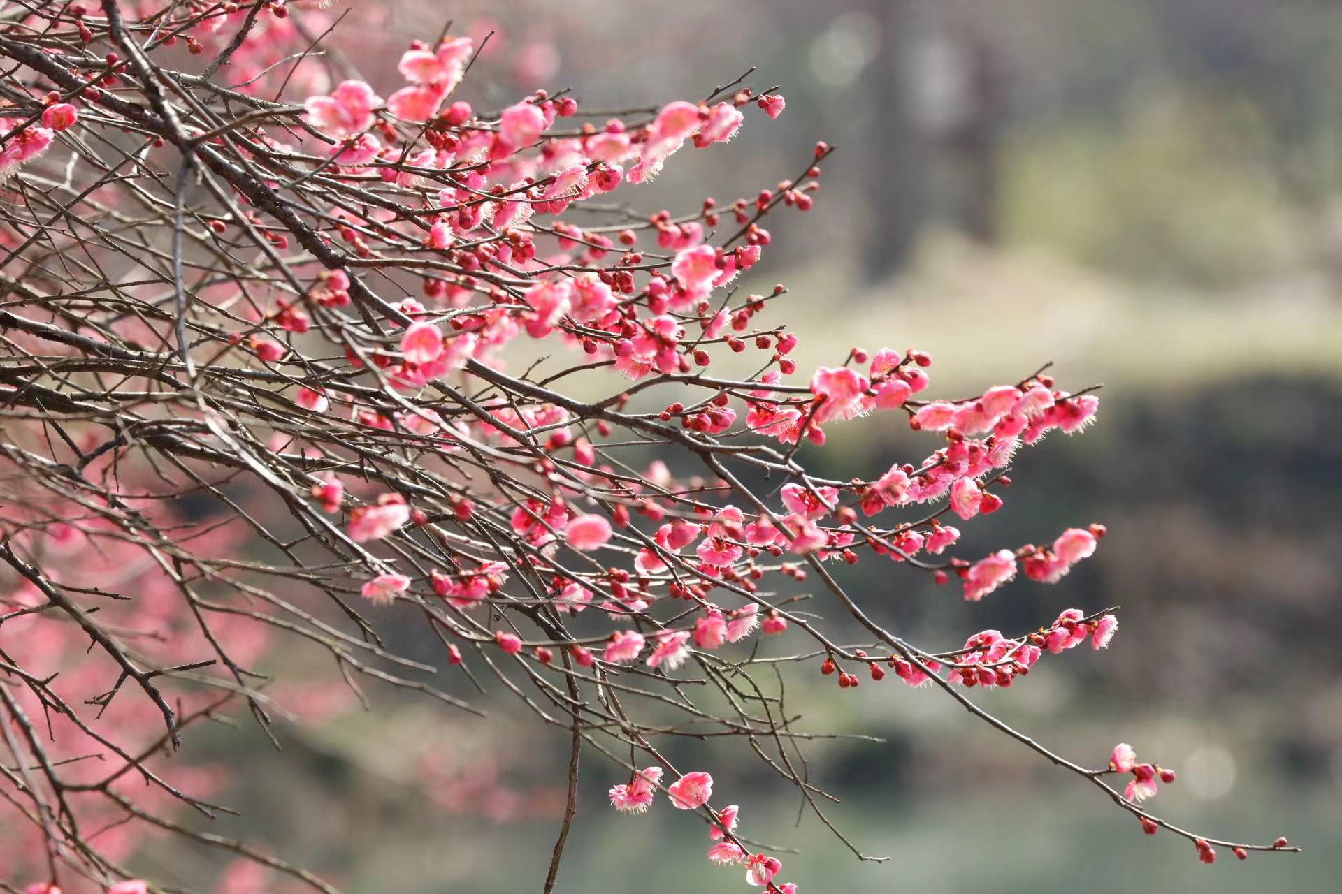 西溪湿地梅花进入最佳观赏期!