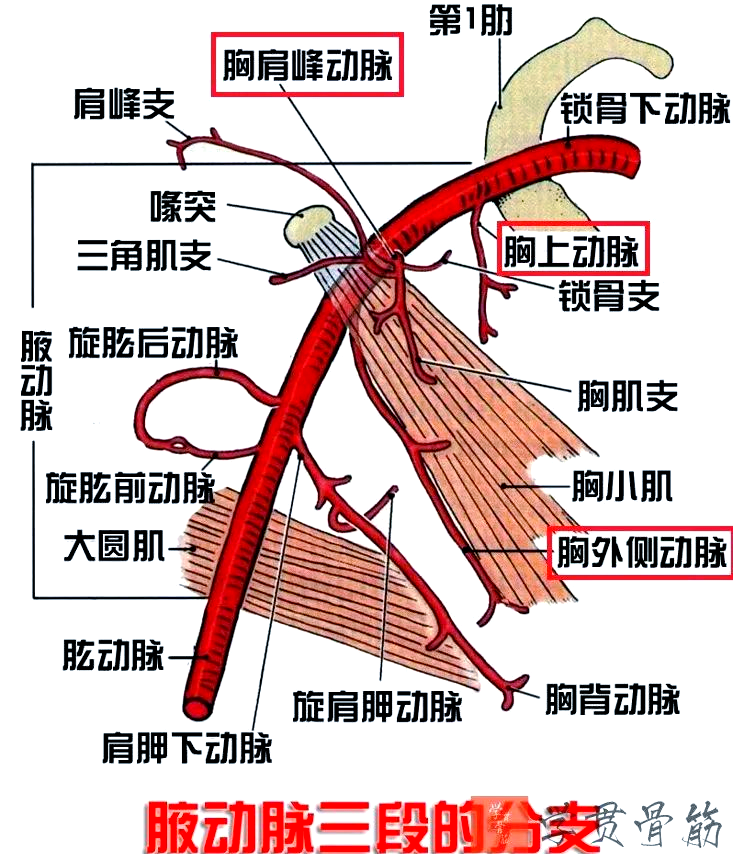 肩关节全揭秘:灵活运动背后的秘密