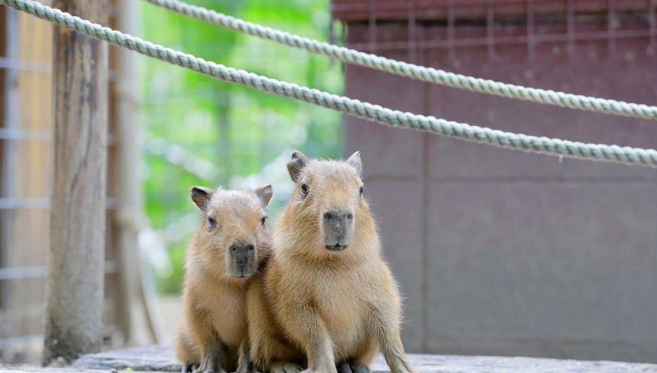 新型宠物推荐:水豚.