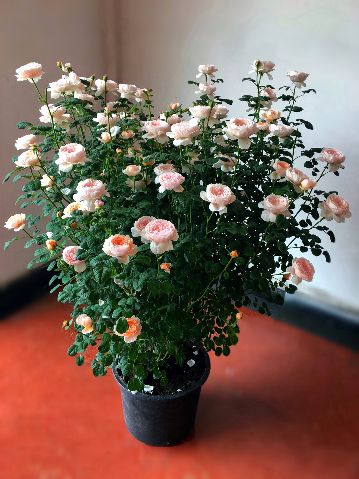 自带"仙气"的月季花,花型花色俱美,四季勤花,阳台盆栽也可以