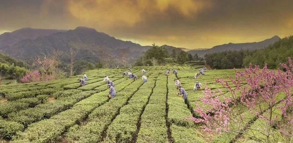 喜讯!我县英山大别山茶叶谷入选国家3a级旅游景区!