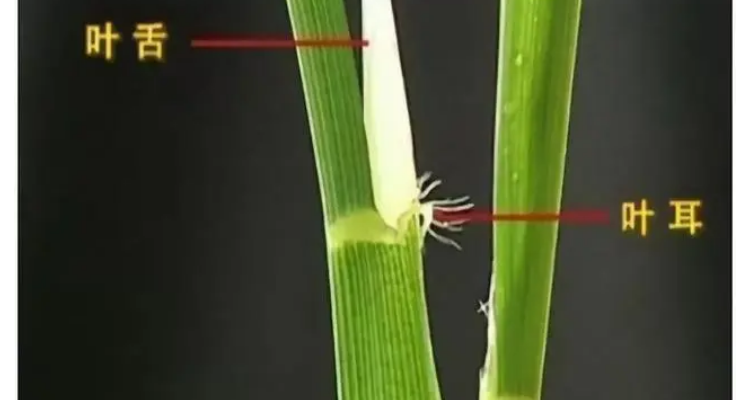 水稻和稗草的区别