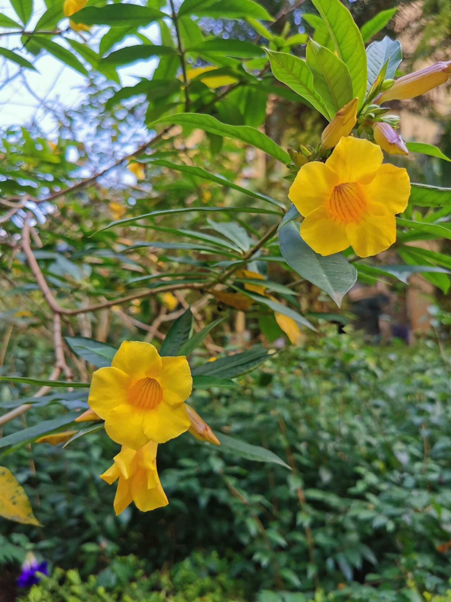 你知道海南有一个拥有2300多种热带植物的园区吗?