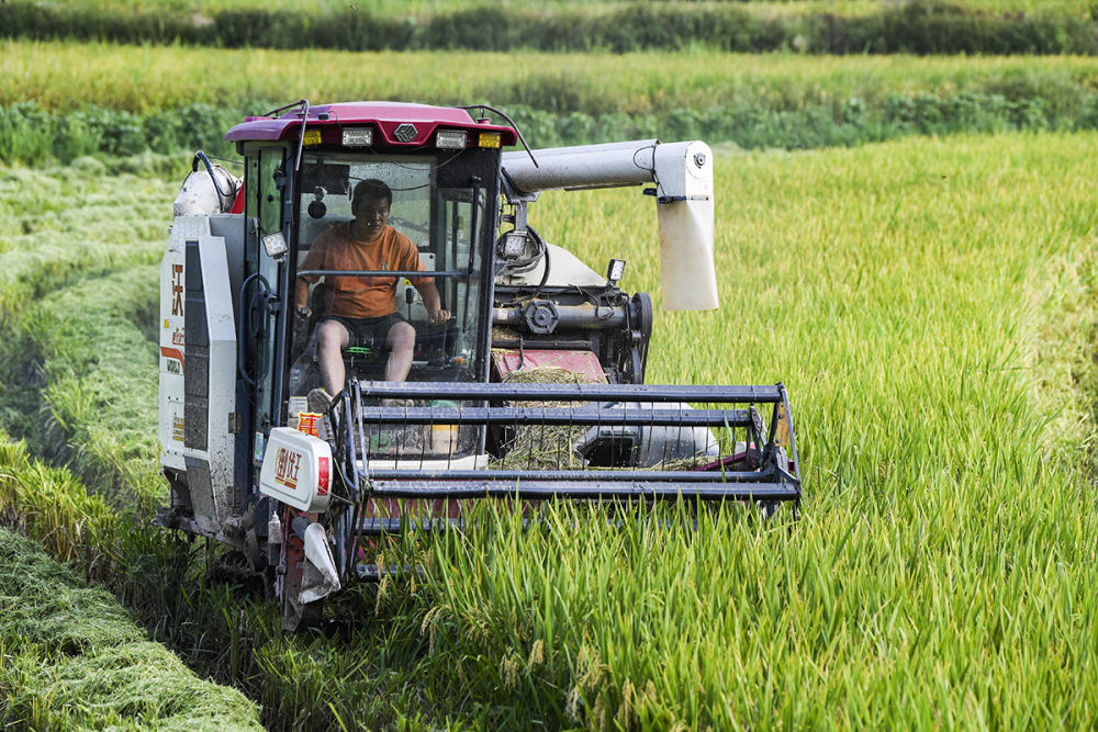 高清大图丨重庆永川:机械化作业为水稻收割按下快进键