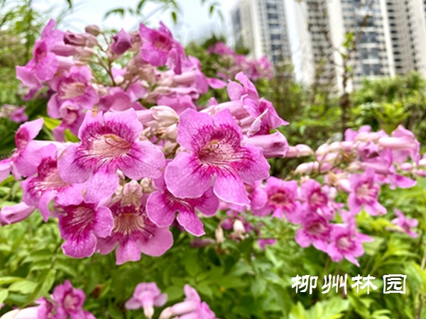 「绿化处」紫云藤正绚丽绽放