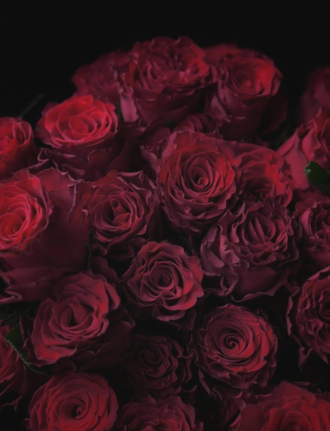 罗德斯玫瑰:复古暗红色系的玫瑰之选,宛如玫瑰中的女王!