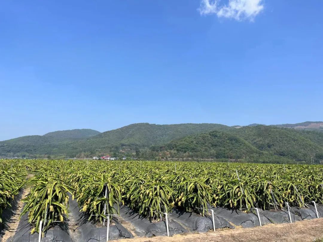 勐马镇首批燕窝果陆续挂果 长势喜人 丰收在望