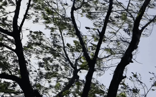 风天气