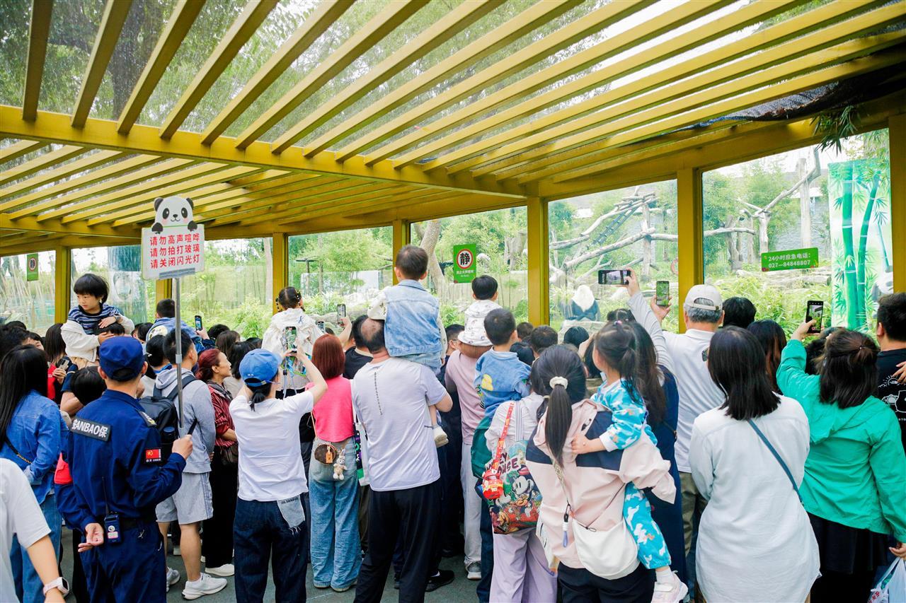 武汉动物园游客们围观大熊猫 艾毅摄.JPG