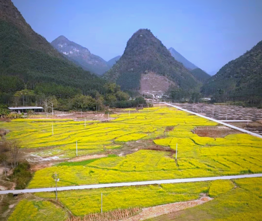 冬日阳光下的上林油菜花海,吸引游客打卡