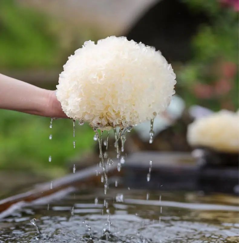 拍1发16免洗免泡的本草银耳15分钟快速出胶每天一杯养颜又润燥