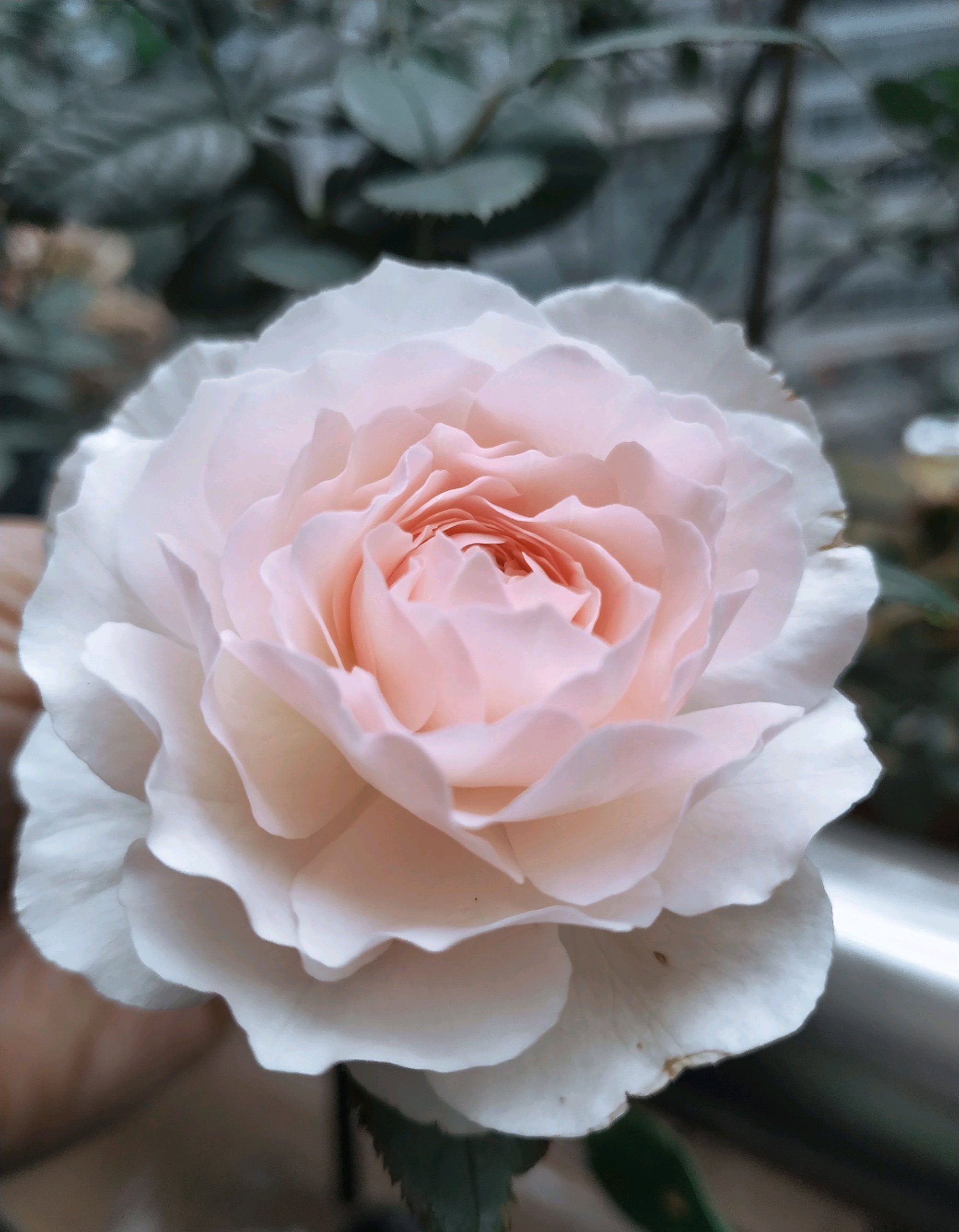 一款以"仙气"闻名的月季花,花色温柔,芬芳馥郁,多季节有花开