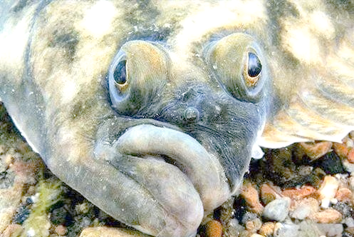 比目鱼种类繁多,如何区分?