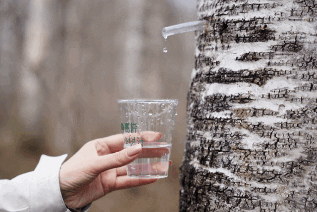 摊牌了!原来你是这样的白桦树汁