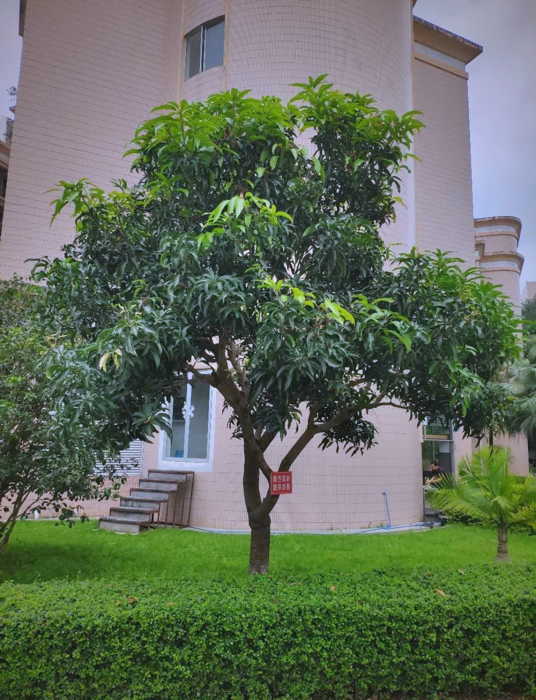 芒果树:从风雨中成长,带来芒果香气