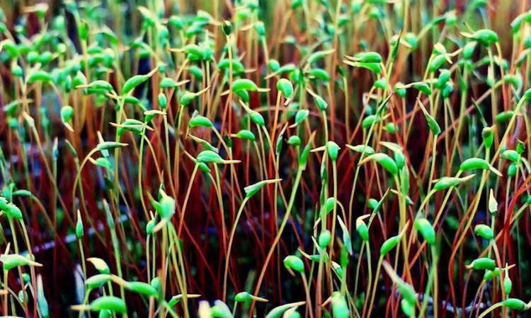 葫蘆蘚是苔蘚植物嗎