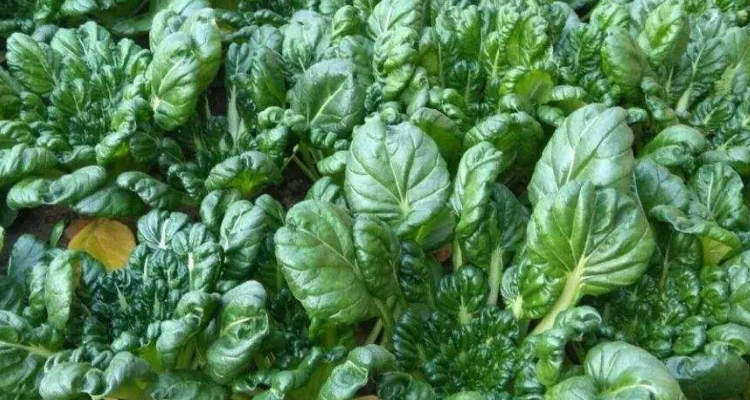 乌塌菜冬天能冻死吗