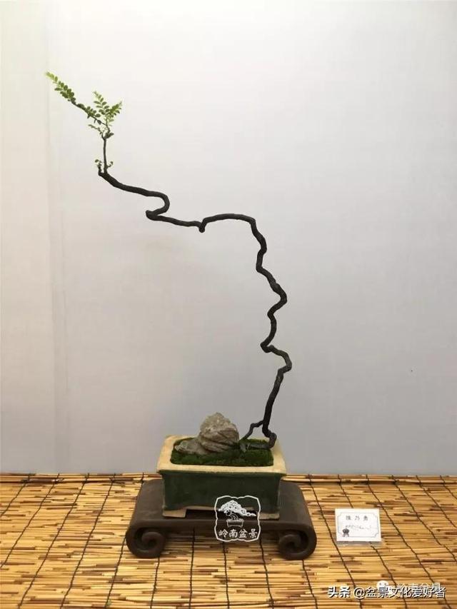 最高水准的素仁格盆景艺术,值得收藏