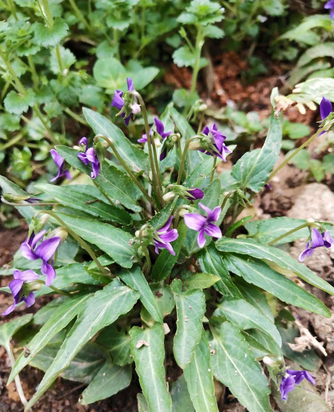 认识中国的植物之五十三——秦艽
