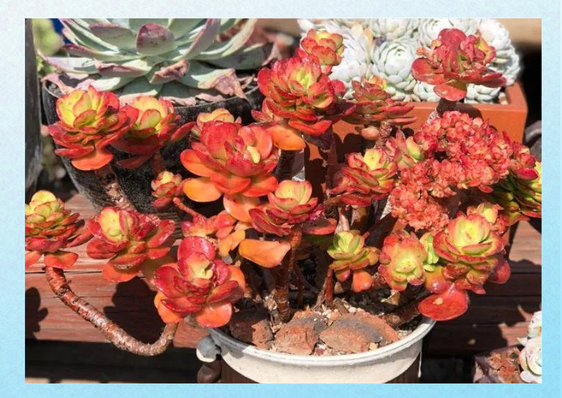 多肉红梅:从形态到悬崖桩养护全攻略