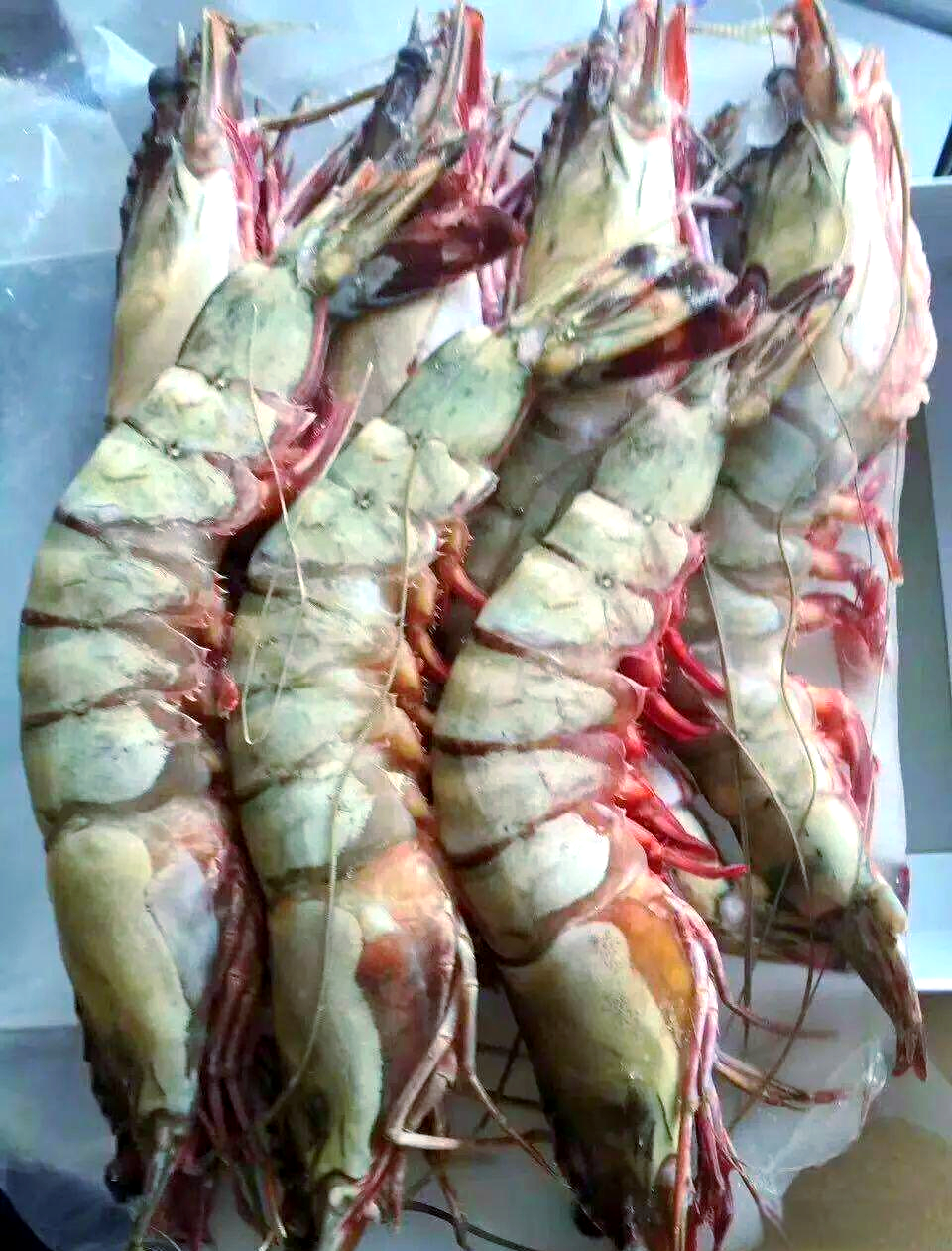 老虎虾的多样品种与美味介绍