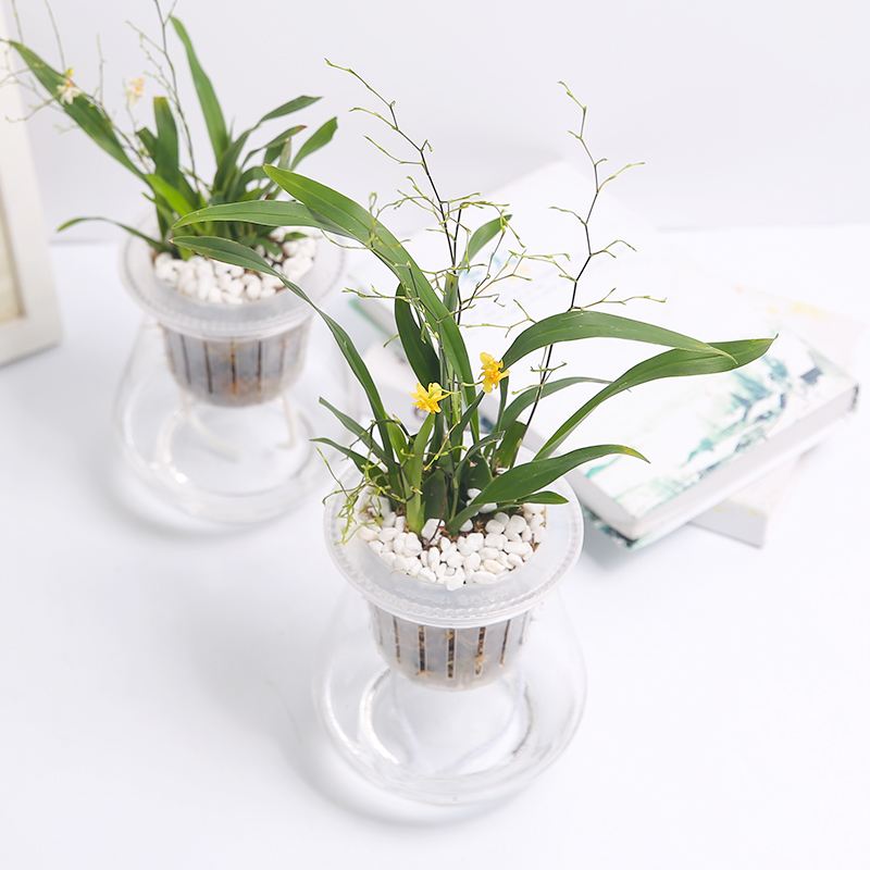 文心兰可以水培吗