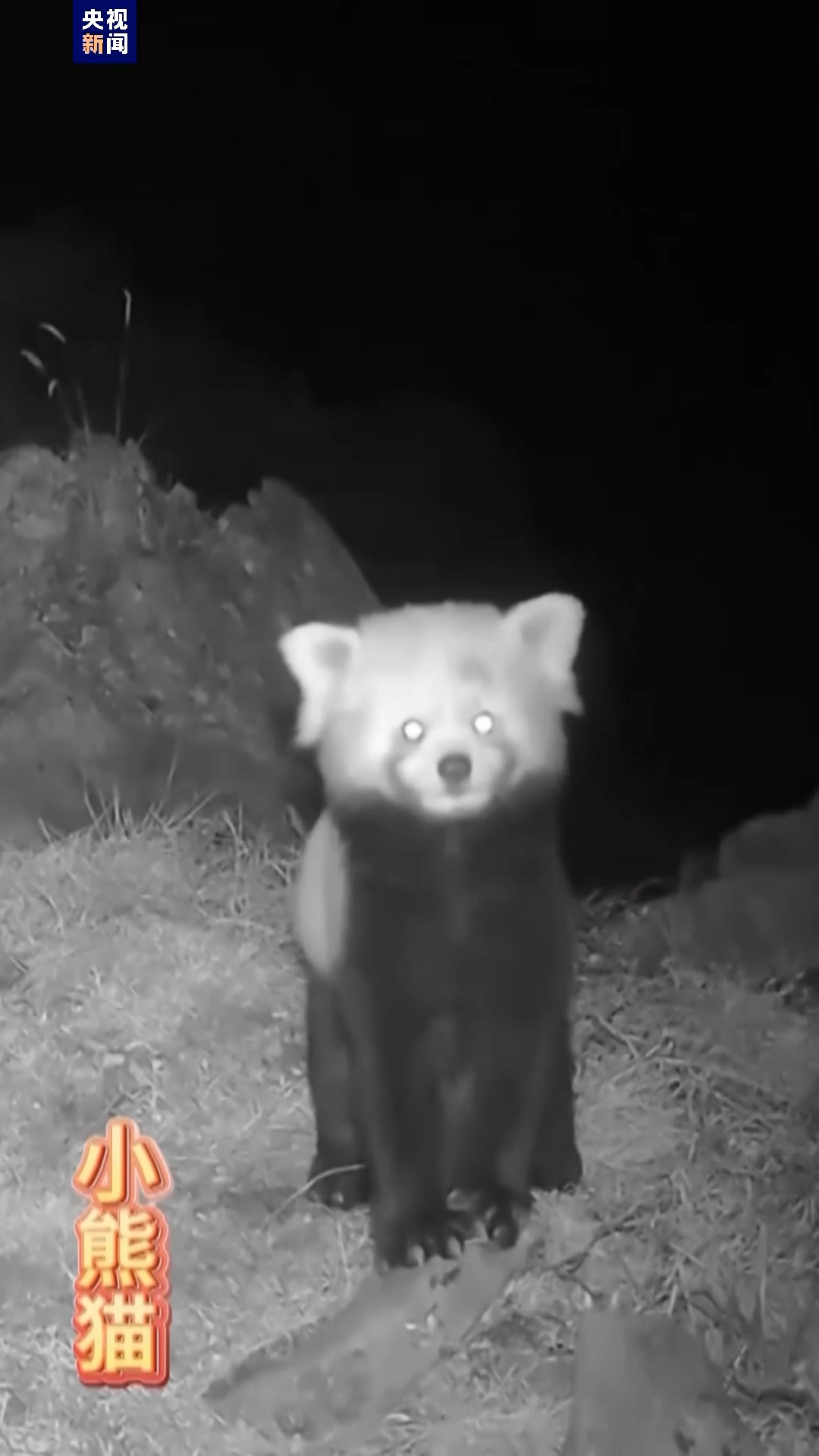 "生活照"上新啦!来看红外相机下的"野生动物园"