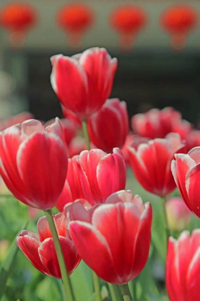 "早春使者"已登场,来这些地方打卡郁金香吧→