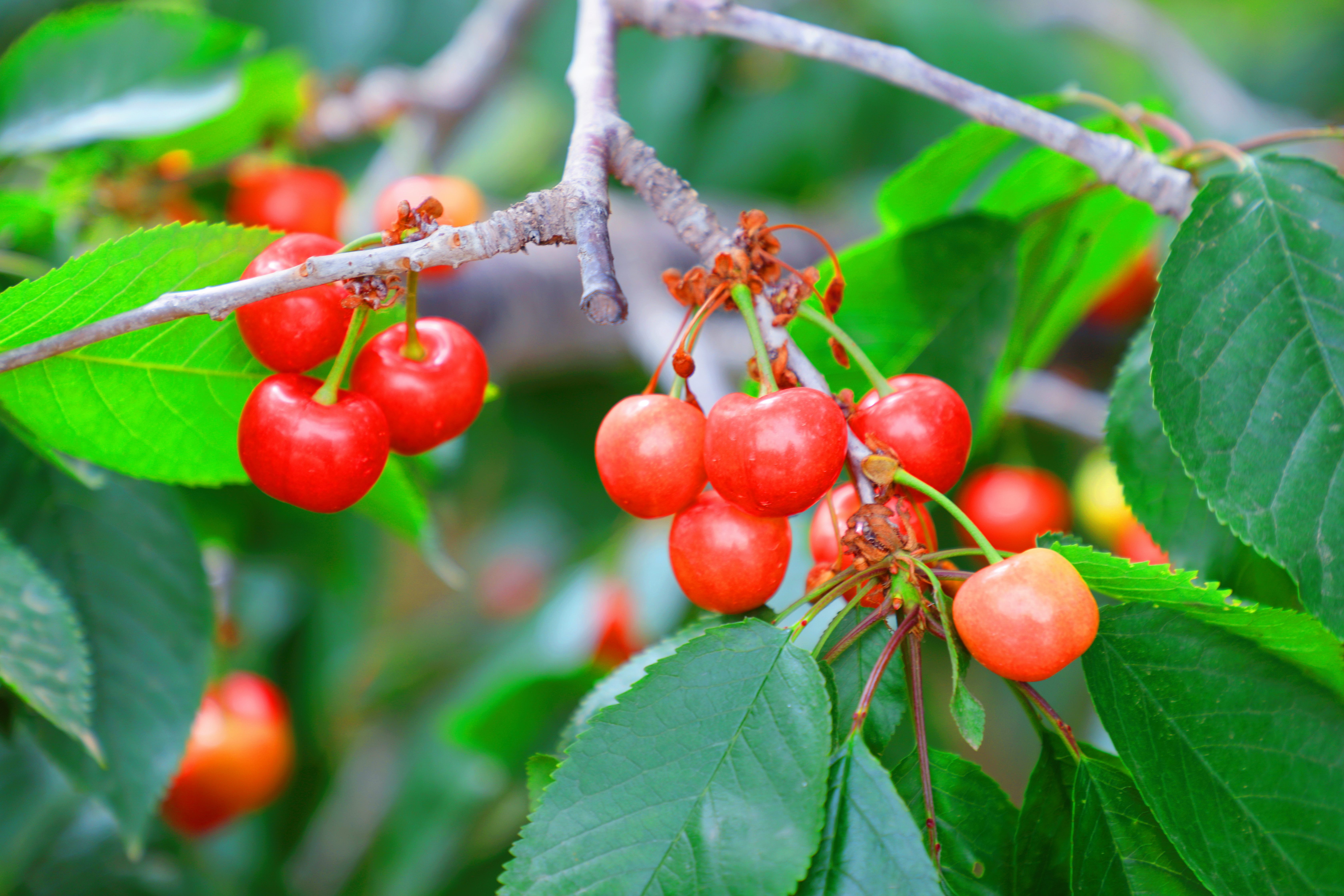 通州西集万亩樱桃进入采摘期 果园直达市民餐桌