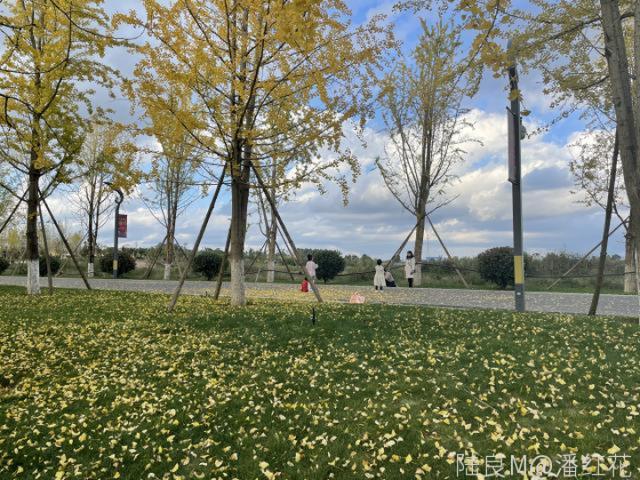 同乐公园:银杏叶黄 欣赏美景正当时