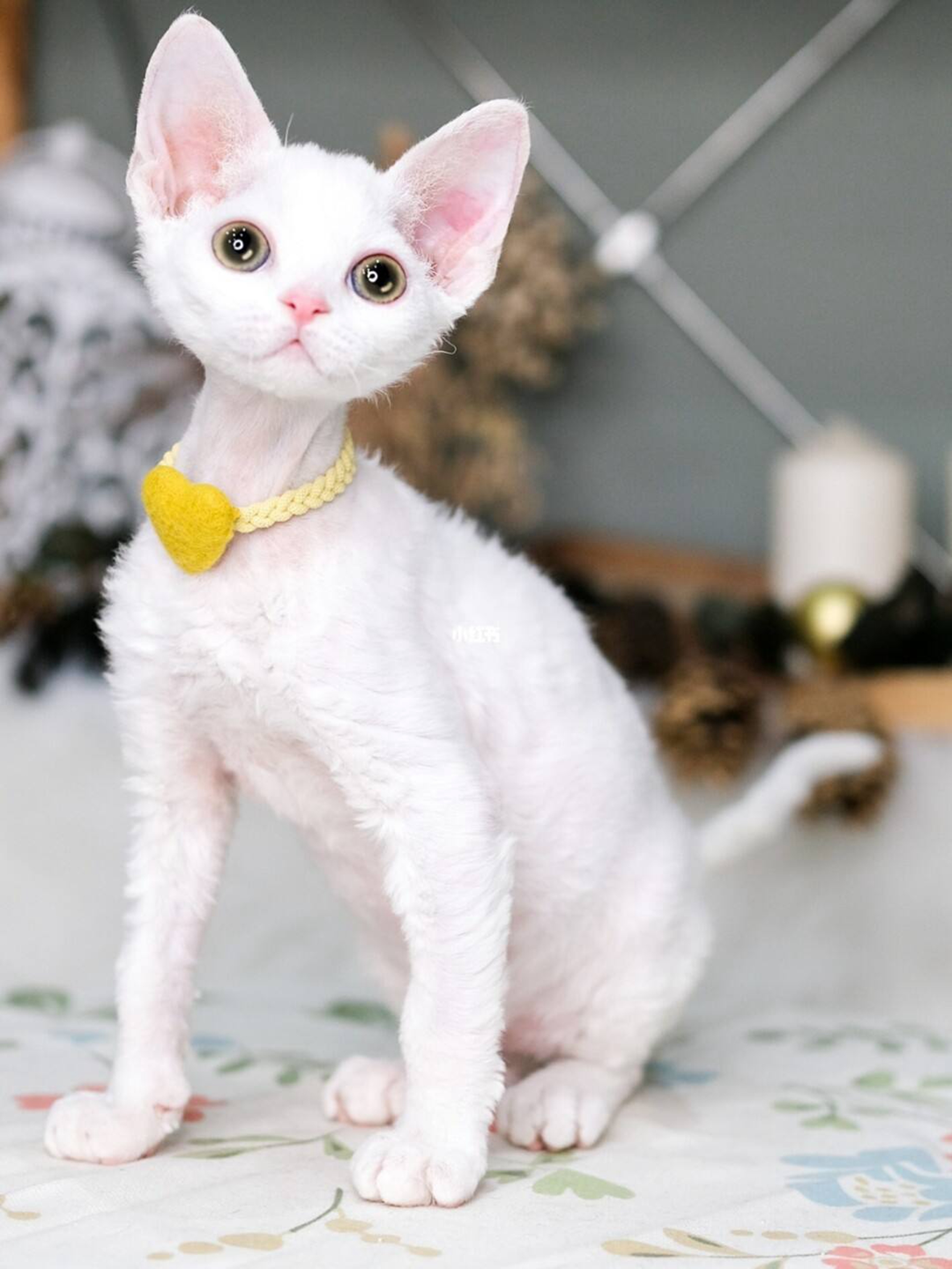 有没有不掉毛的猫,这种猫咪的品种有哪些?