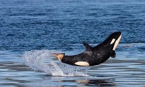 罕见!成群大型海兽出没!