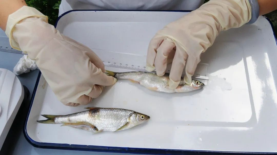 监测人员根据洱海鱼类现有种类概况,并结合各种鱼类个体大小及其生长