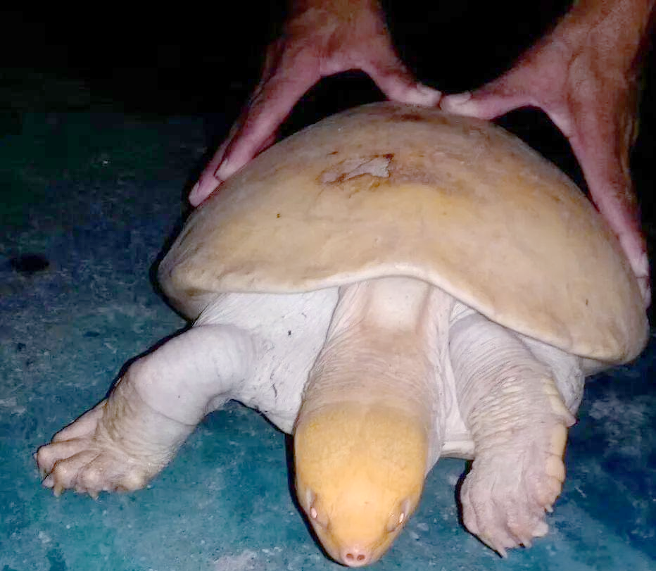 中美洲河龟:6500万年前古龟的最后代表