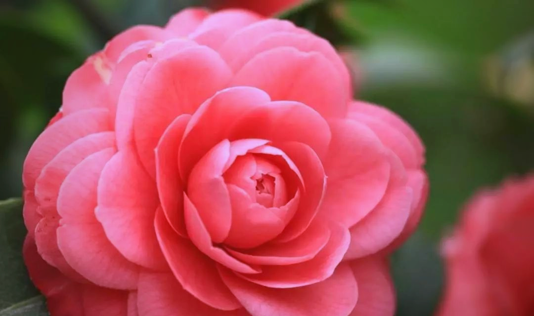 原色花卉病害虫百科 6 山茶花叶片常见病虫害及防治方法