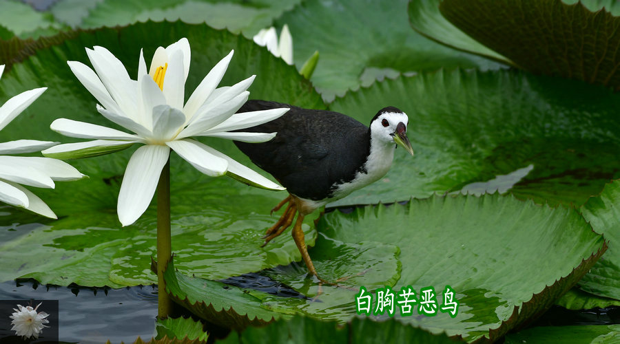 白胸苦恶鸟走在繁花盛开的路上