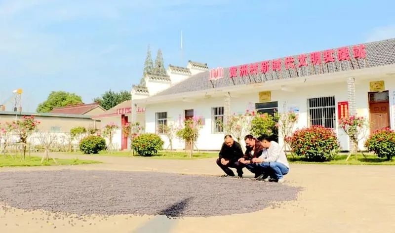 增收新模式!当涂江心乡年集体经济收入近200万元