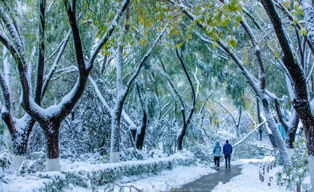 雪後的濟南瞬間回到濟南府,一起來看雪雪雪