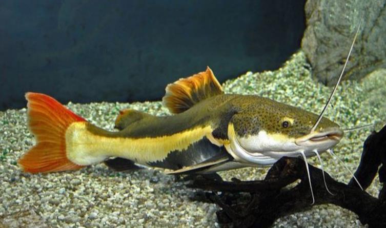 印度鲇鱼有多大?名为坦克的鲇鱼让人胆寒!曾甚至想出口到我国