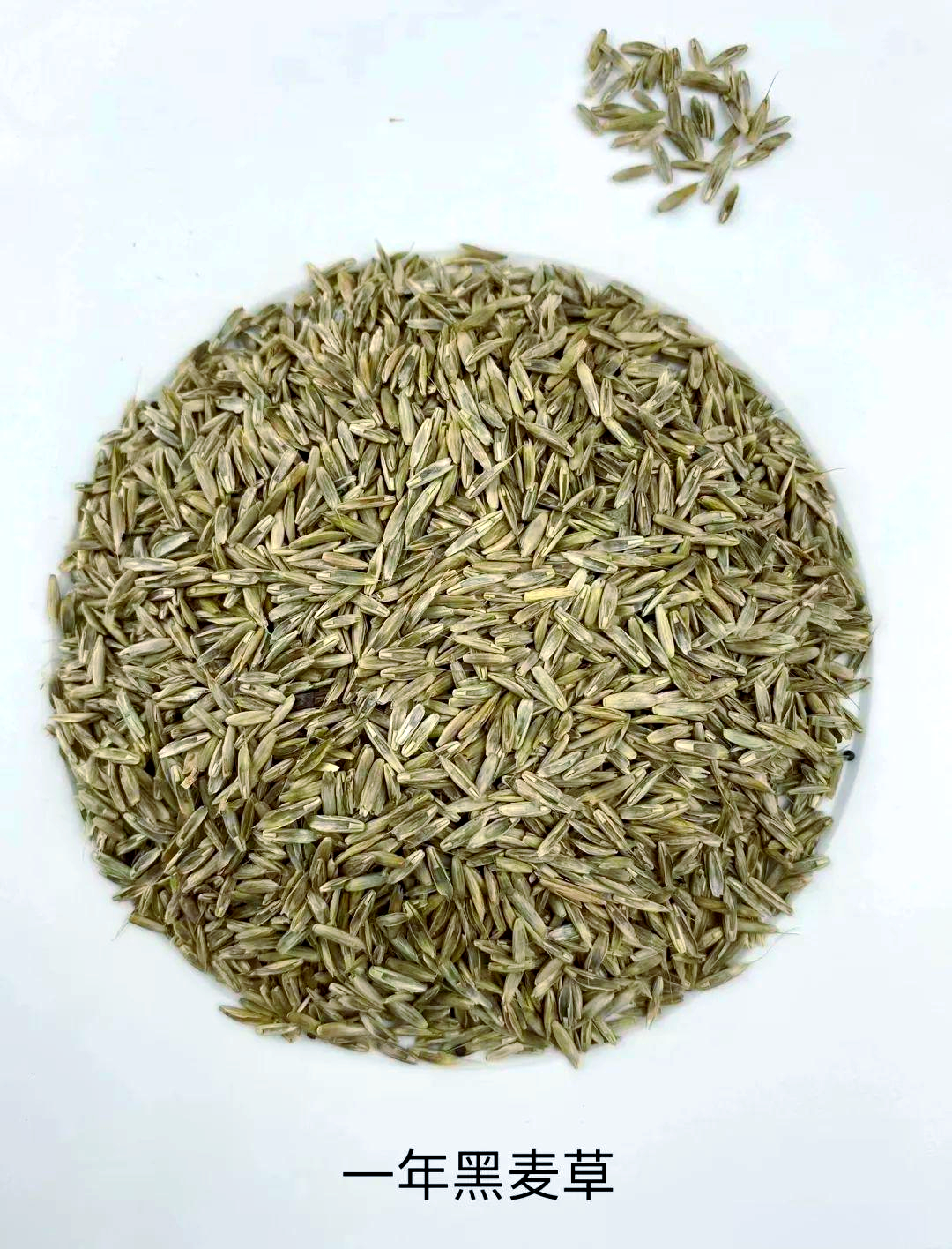 黑麦草种子播种的最佳时间是什么时候?